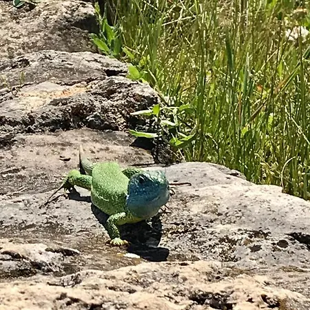 Oereghegyi Panorama Villa, Villa Balatonederics